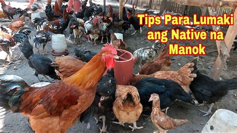 paano mag breed ng manok|Tips sa pag Breeding ng Manok para lalong Lumaki at Dumami.